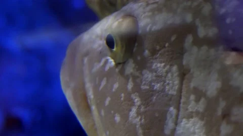 Close up of eye staring and camouflage pattern skin of fish floating underwater Video stock 168777566