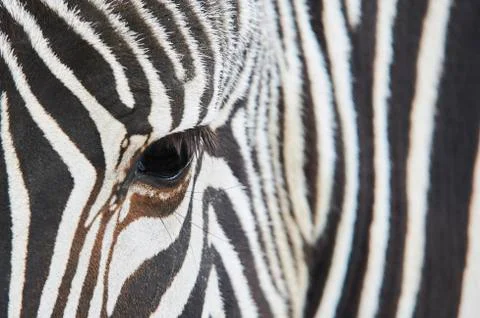 Close-up of the eye of a zebra Stock Photos