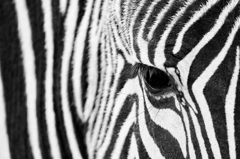 Close-up of the eye of a zebra Stock Photos