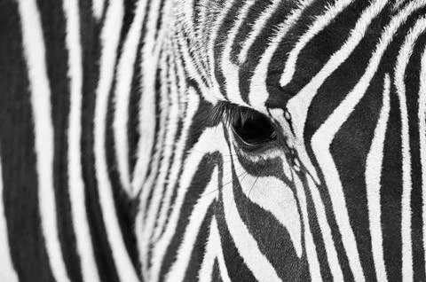 Close-up of the eye of a zebra Stock Photos