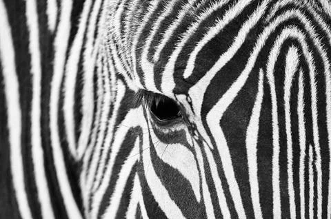 Close-up of the eye of a zebra Stock Photos