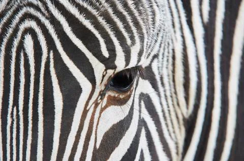 Close-up of the eye of a zebra Stock Photos