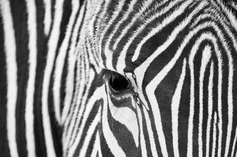 Close-up of the eye of a zebra 스톡 사진