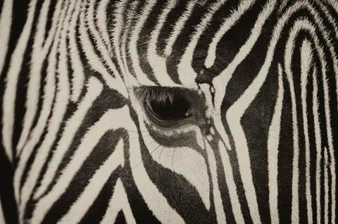 Close-up of the eye of a zebra Stock Photos
