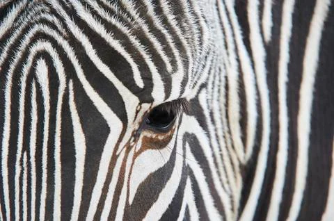 Close-up of the eye of a zebra Stock Photos