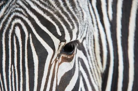 Close-up of the eye of a zebra Stock Photos