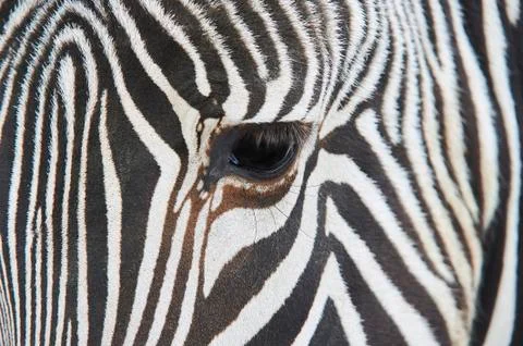 Close-up of the eye of a zebra Stock Photos