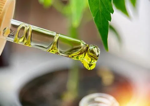 Close up of Eyedropper with CBD or THC oil drop from medical marijuana, alter Stock Photos