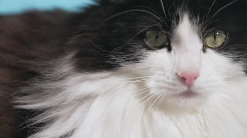 Close-up of the eyes of a cat looking at the camera Stock Footage 232632569