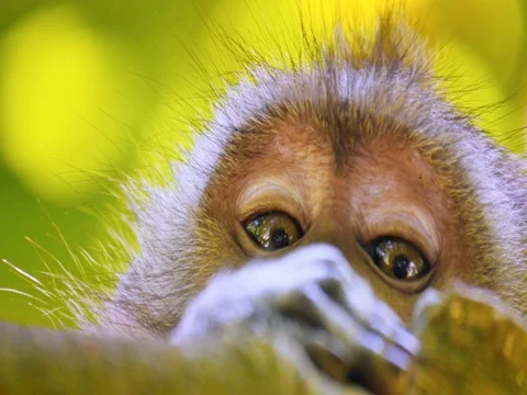 Close up eyes of curious monkey looking over tree branch in tropical jungle Vídeo Stock 73545266