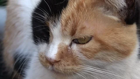 Close up eyes of a cute three-coloured cat zoom in 動画素材 331208035