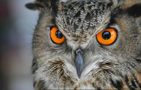 Close up of the eyes of an eagle owl on a unsharp background Stock Photos