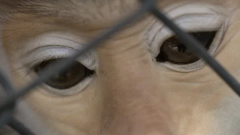 A close-up of the eyes of a monkey. Stock Footage 267031060