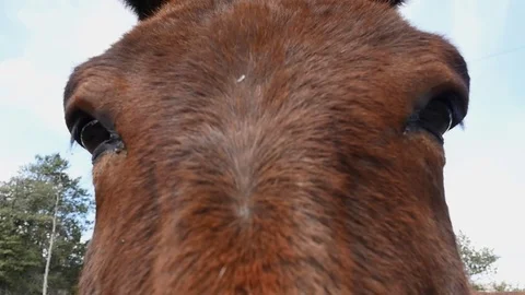 Close up of the eyes of a mule Stock Footage 73967935