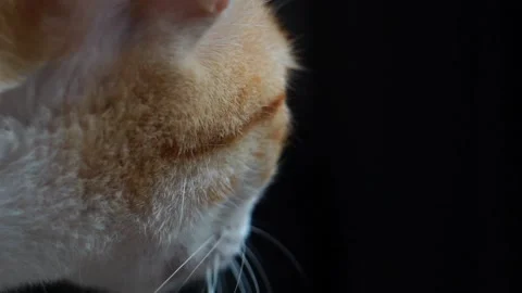 Close-up at the eyes of an orange Thai cat Stock Footage 134992767