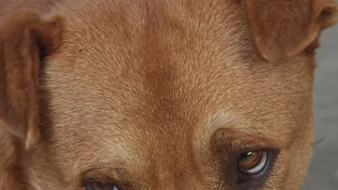 Close up eyes of red dog. Stock Footage 311520860