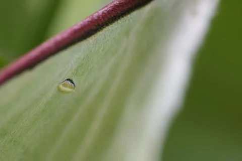 Close up of eyespot on luna moth wing Stock Photos
