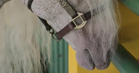 Close up of the face and ears of a white horse Stock Footage 159572995