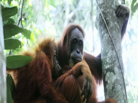 Close up face and eyes of wild Orangutan monkey in Sumatran protected forest Stock Footage