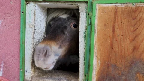 Close-up of the Face and Mane of a Cute Pony. Cute Little Shetland Pony Foal Stock Footage 246382682