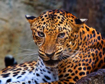 Close up face of angry leopard Stock-Fotos