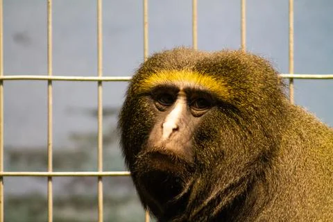 Close up of the face of a baboon in a cage. Stock Photos