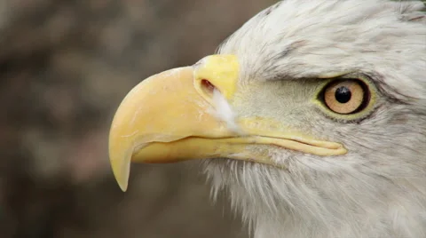 The close up face of a bald eagle, haliaeetus leucocephalus, Video stock 43727537