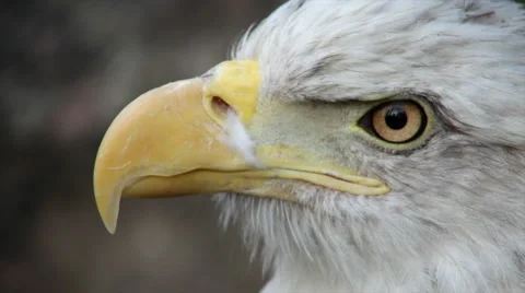 The close up face of a bald eagle side view on the rocky background. Stock Footage 43728025