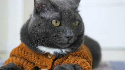 Close-up face of a beautiful gray cat with yellow eyes. The cat is dressed in an Stock Footage 173508217