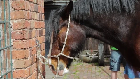 Close Up of Face Beautiful Victorian Working Draught Plough Horse Head Stock-Footage 73056637