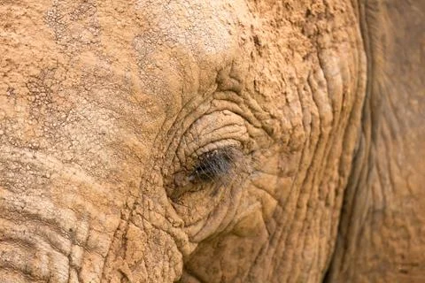 Close-up of the face of a big elephant Stock Photos