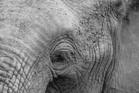 Close-up of the face of a big elephant Stock Photos