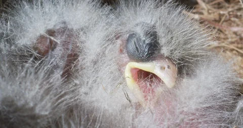 Close up face of bird face in nest american finches Stock Footage 130143399