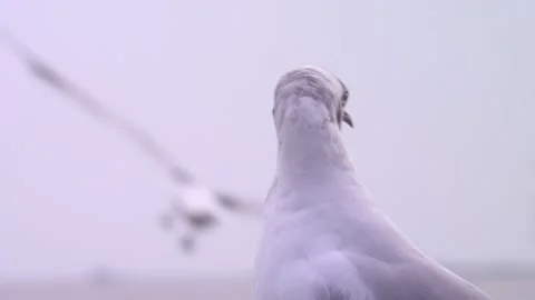Close up the face of Bird standing in turbulent Stock Footage 252240660
