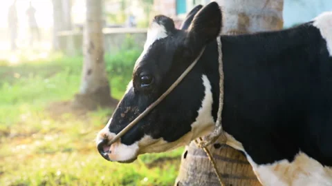 Close up face of black and white cow Video stock 145754717
