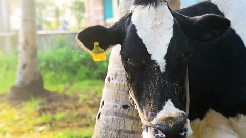 Close up face of black and white cow Stock Footage 145754730