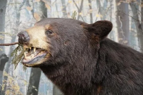 Close up of the face of a black bear Stock Photos