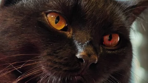 Close up face of black cat. Stock Footage 310845806