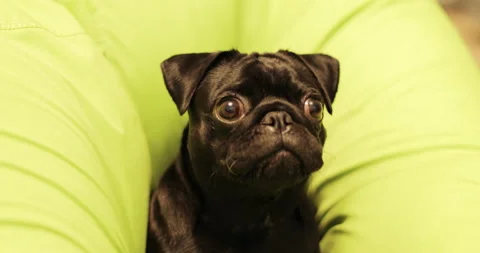 Close-up of the face of a black pug. Stock Footage 140984792