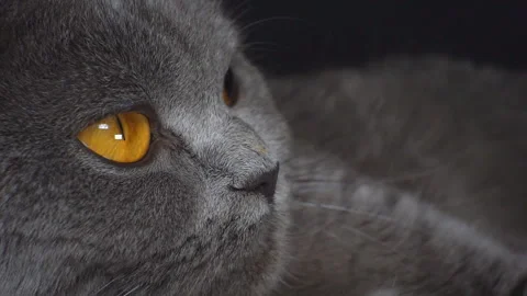 A close-up of the face of a British cat who is resting. Stock Footage 120145700