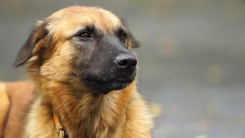 Close up face of brown dog standing in the park Stock Footage 87024984