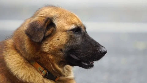 Close up face of brown dog standing in the park Stock Footage 87025056
