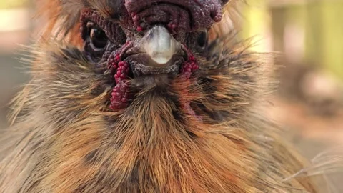 Close up Face of Brown Silky Chicken. Stock Footage 305772101