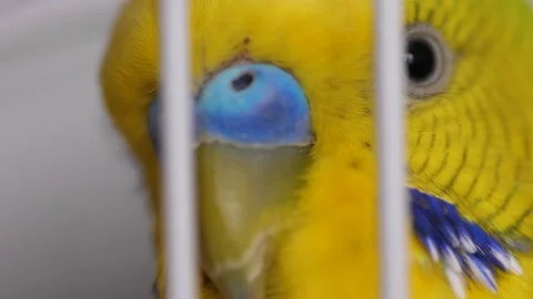 Close-up face of a budgerigar green in a cage. macro.Parrot wavy look. exotic bi Video stock 179510319