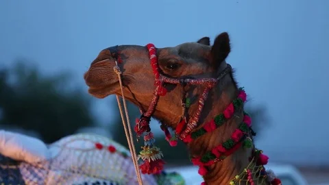 Close Up Of The Face Of A Camel Chewing Against Blue Sky In The Evening. Stock Footage 112250992