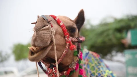 Close Up Of The Face Of A Camel Chewing In The Desert. Stock Footage 112250973