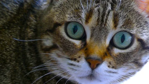Close-up Of The Face of A Cat Stock Footage 90805640