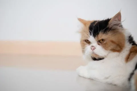 Close-up a face of A cat lying on the floor Stock Photos