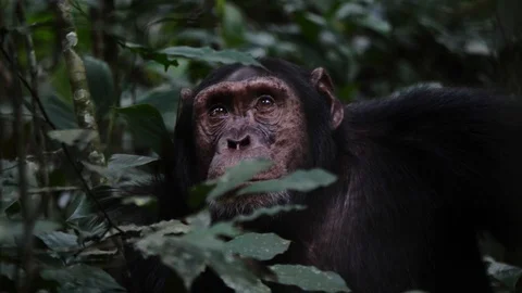 Close-up of the face of a chimpanzee Stock Footage 100266594