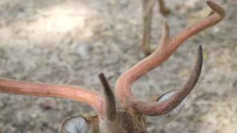 Close up face of The chital or spotted deer. Stock Footage 122208155